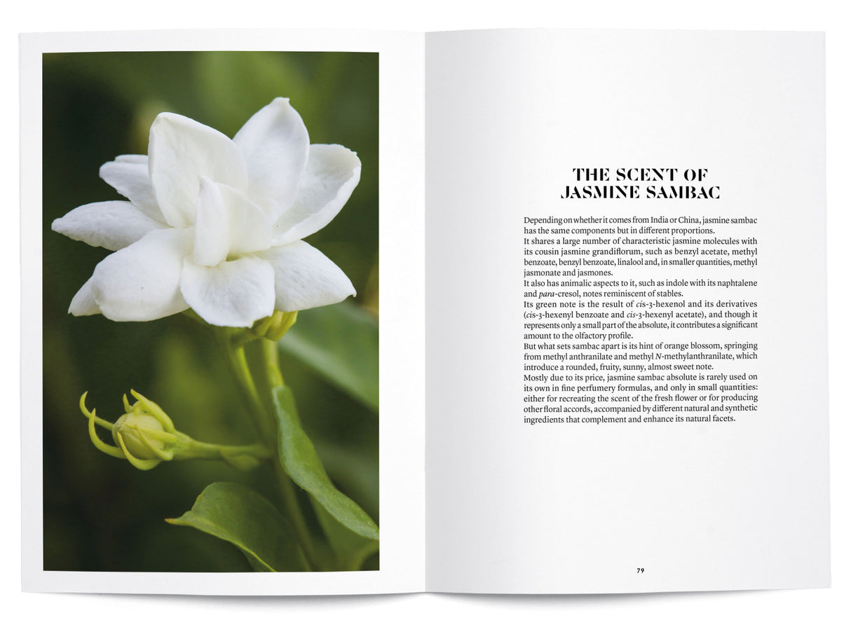 Jasmine Sambac in Perfumery - The Naturals Notebook by NEZ + LMR