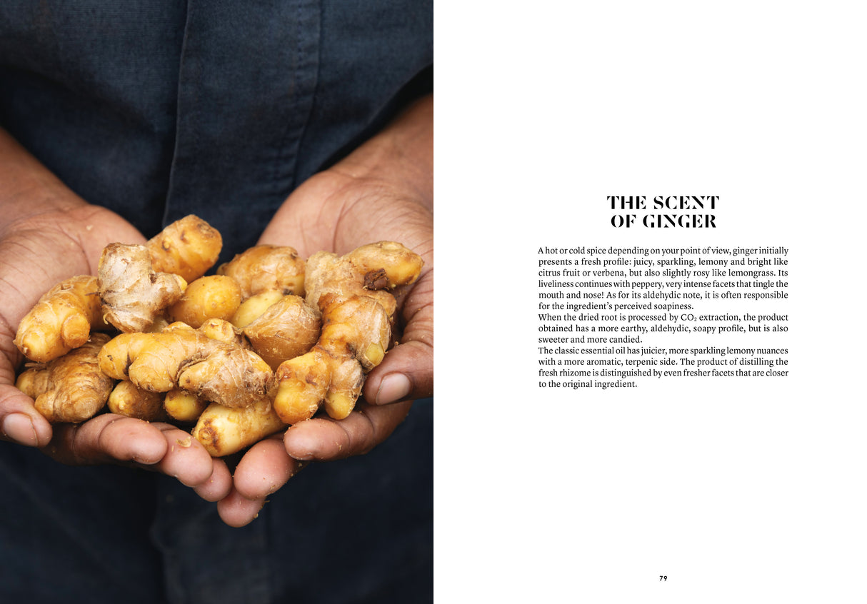 Ginger in Perfumery - The Naturals Notebook by NEZ + LMR