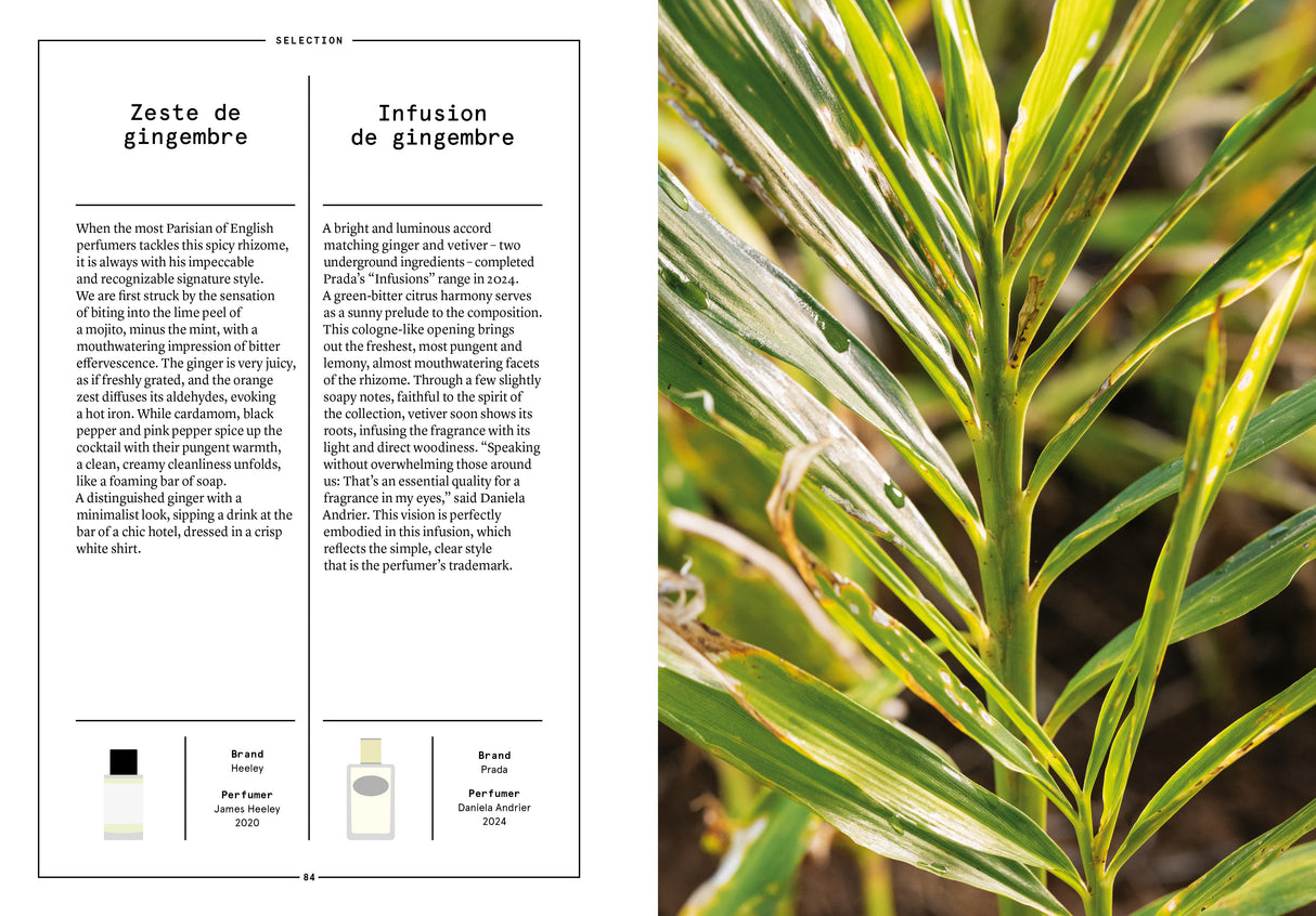 Ginger in Perfumery - The Naturals Notebook by NEZ + LMR
