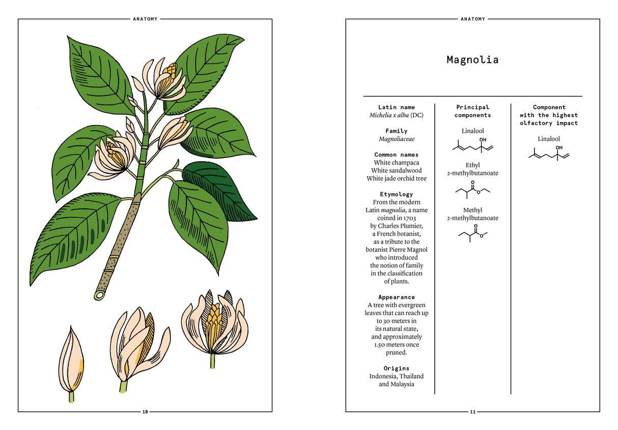 Magnolia in Perfumery - The Naturals Notebook by NEZ + LMR
