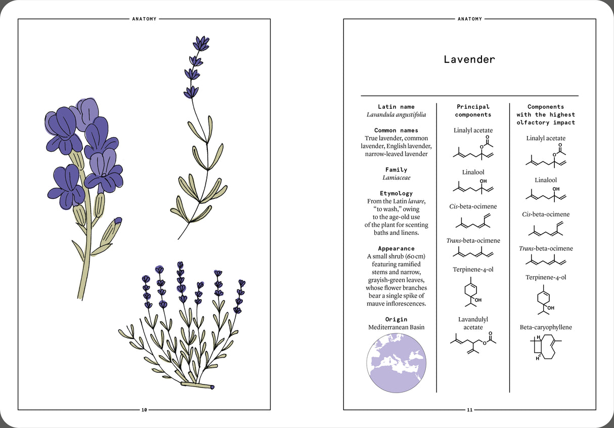 Lavender and Lavandin in Perfumery - The Naturals Notebook by NEZ + LMR