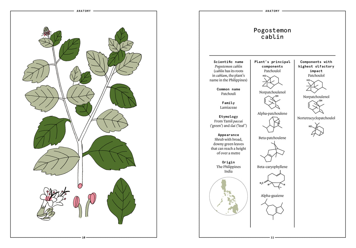 Patchouli in Perfumery - The Naturals Notebook by NEZ + LMR
