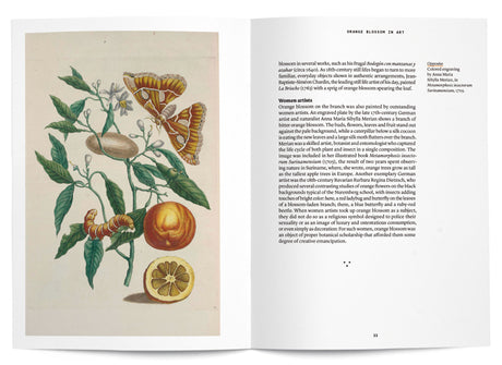 Orange Blossom in Perfumery - The Naturals Notebook by NEZ + LMR