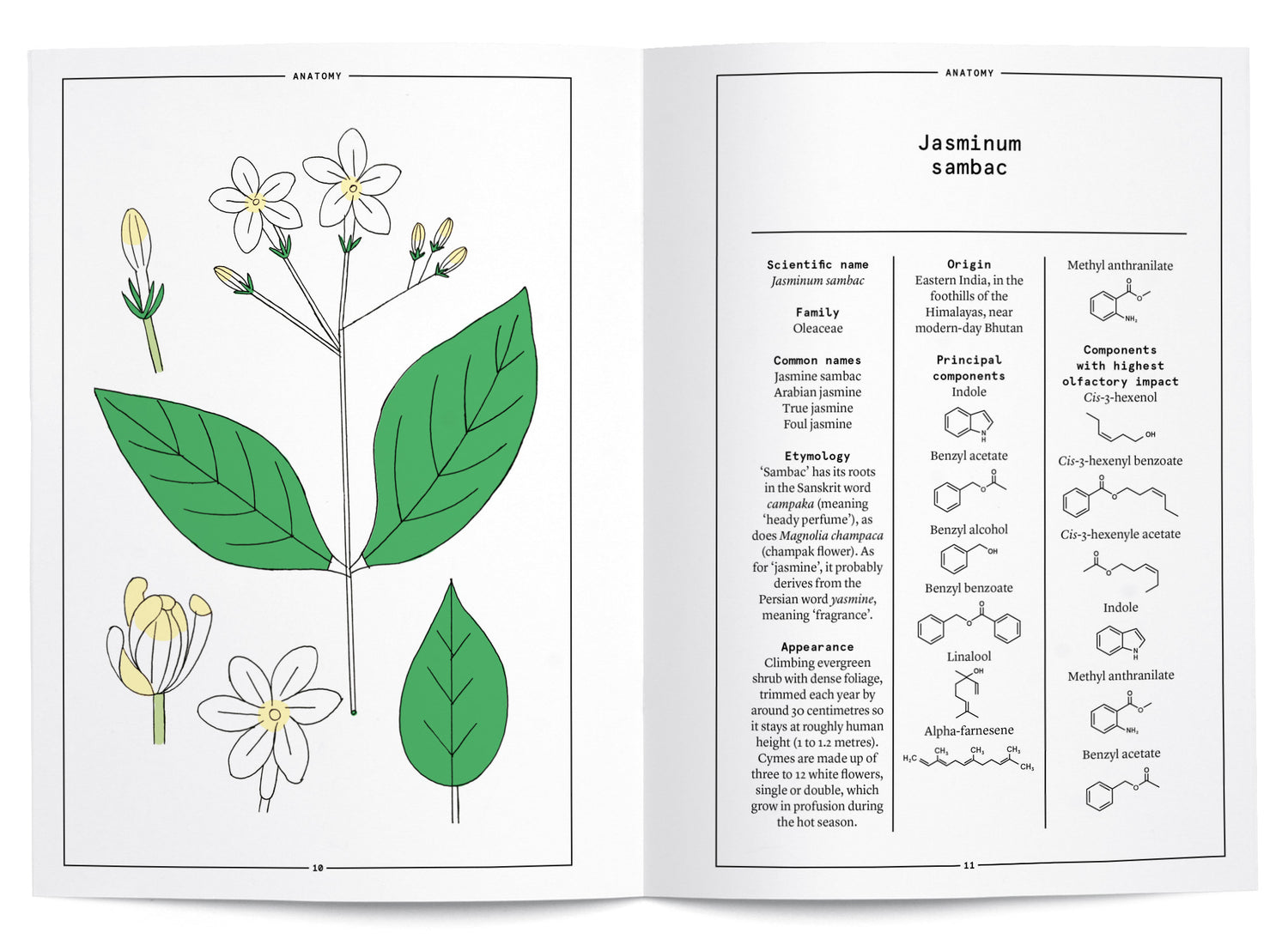 Jasmine Sambac in Perfumery - The Naturals Notebook by NEZ + LMR