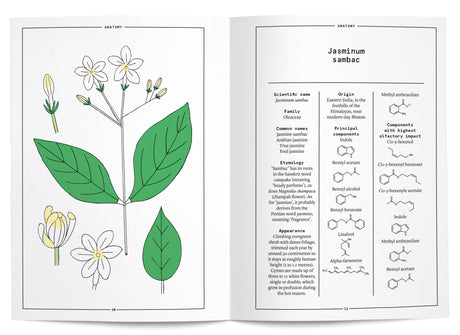 Jasmine Sambac in Perfumery - The Naturals Notebook by NEZ + LMR