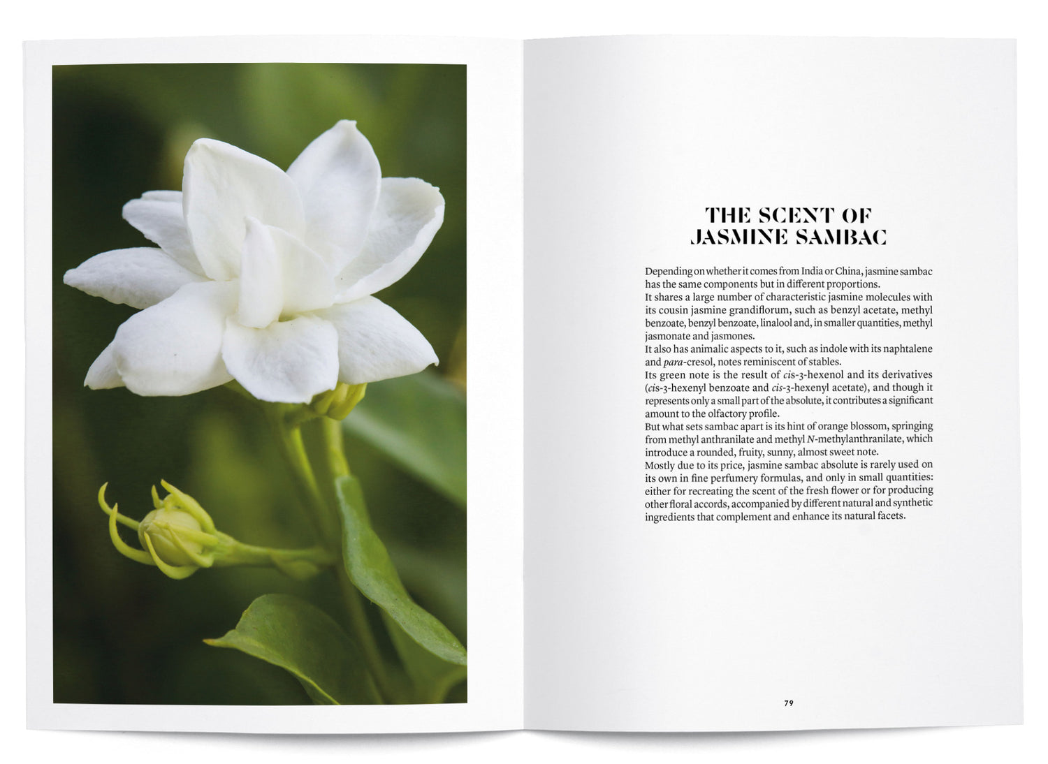 Jasmine Sambac in Perfumery - The Naturals Notebook by NEZ + LMR