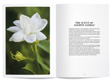 Jasmine Sambac in Perfumery - The Naturals Notebook by NEZ + LMR