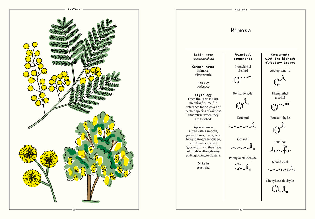 Mimosa in Perfumery - The Naturals Notebook by NEZ + LMR