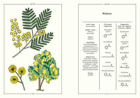 Mimosa in Perfumery - The Naturals Notebook by NEZ + LMR