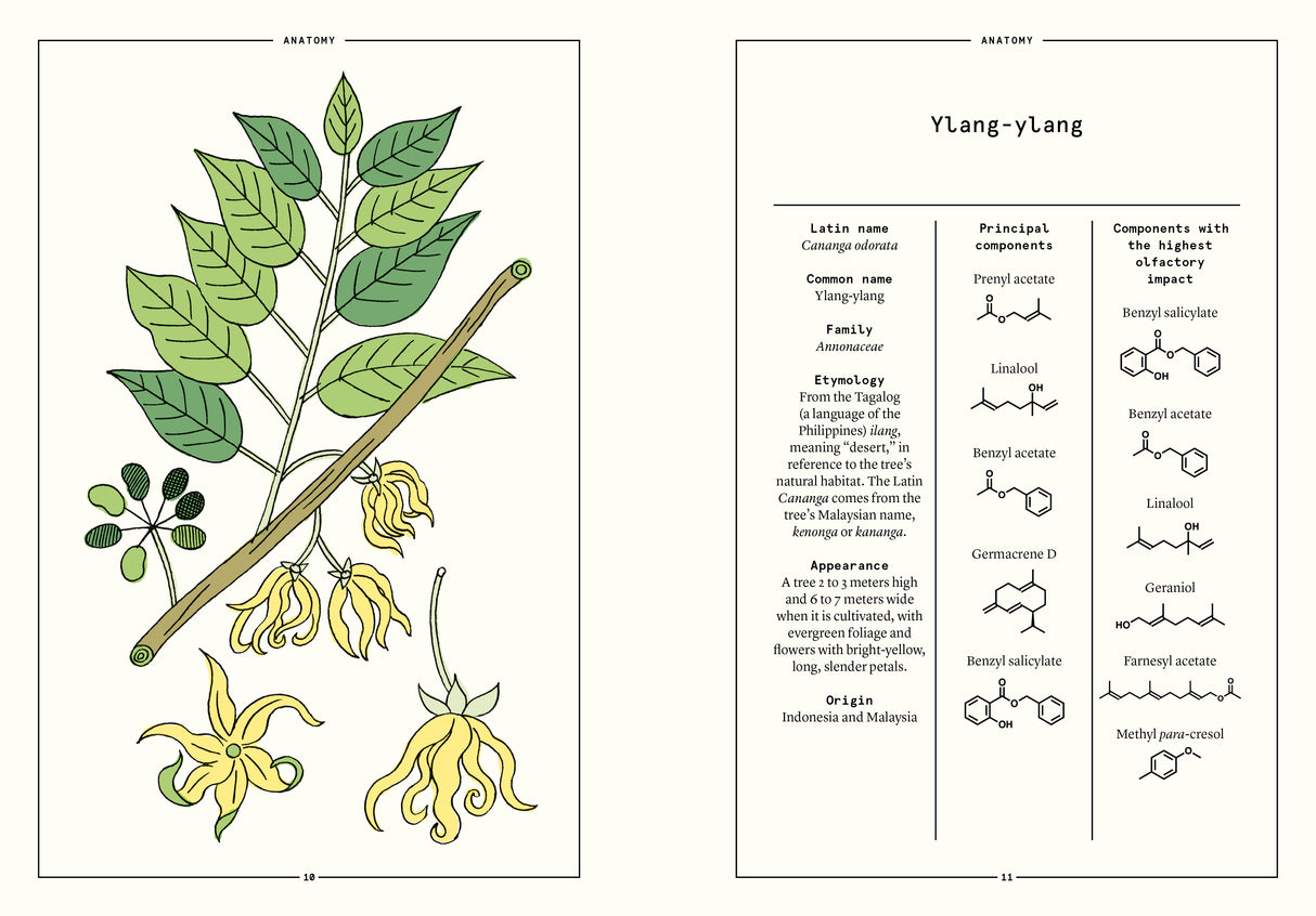 Ylang-Ylang in Perfumery - The Naturals Notebook by NEZ + LMR