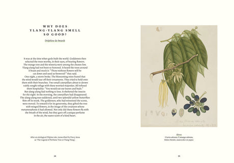 Ylang-Ylang in Perfumery - The Naturals Notebook by NEZ + LMR