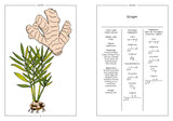 Ginger in Perfumery - The Naturals Notebook by NEZ + LMR