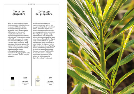 Ginger in Perfumery - The Naturals Notebook by NEZ + LMR