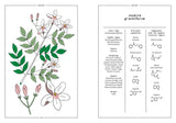 Jasmine Grandiflorum in Perfumery - The Naturals Notebook by NEZ + LMR