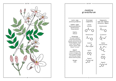 Jasmine Grandiflorum in Perfumery - The Naturals Notebook by NEZ + LMR