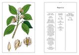 Magnolia in Perfumery - The Naturals Notebook by NEZ + LMR