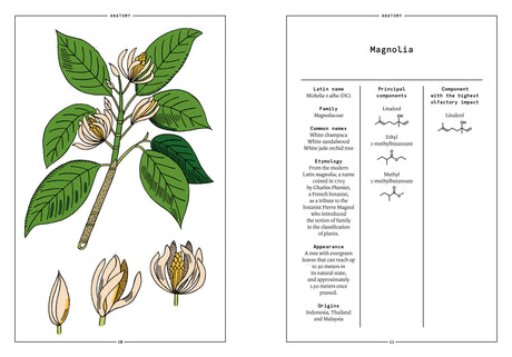 Magnolia in Perfumery - The Naturals Notebook by NEZ + LMR