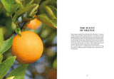Orange in Perfumery - The Naturals Notebook by NEZ + LMR
