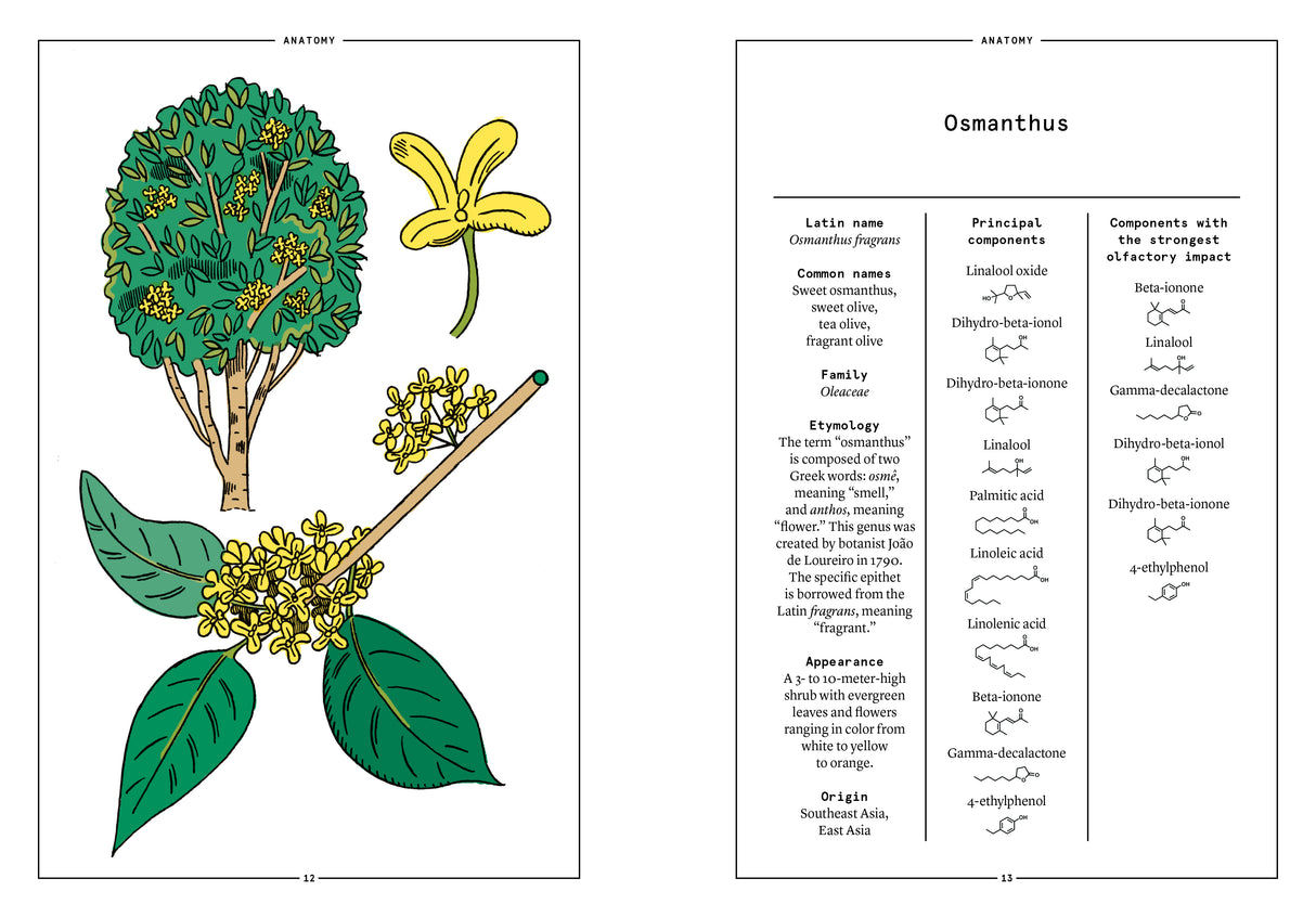 Osmanthus in Perfumery - The Naturals Notebook by NEZ + LMR