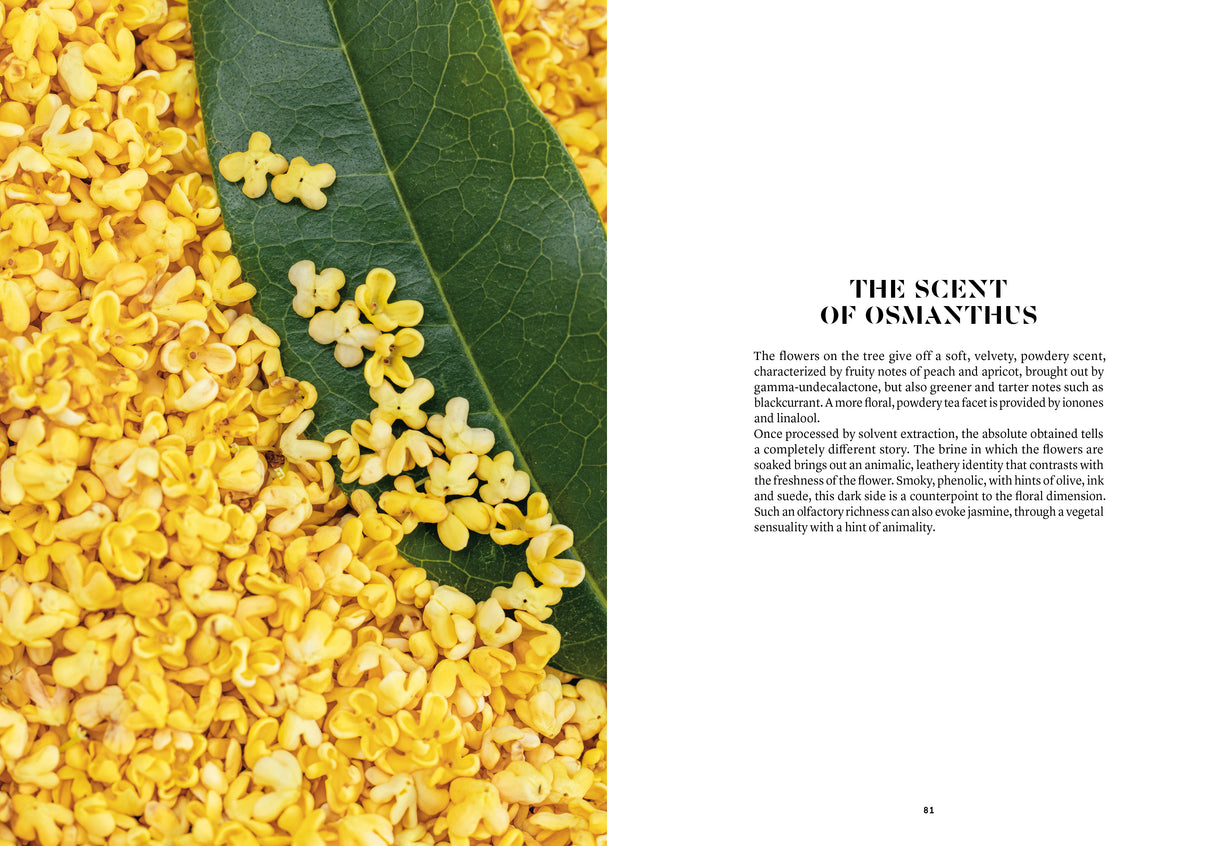 Osmanthus in Perfumery - The Naturals Notebook by NEZ + LMR