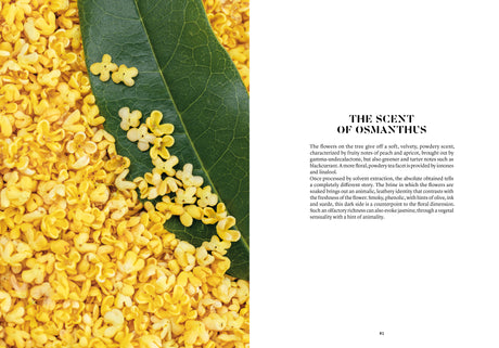 Osmanthus in Perfumery - The Naturals Notebook by NEZ + LMR