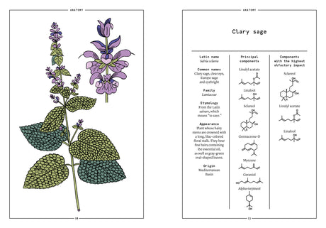 Clary Sage in Perfumery - The Naturals Notebook by NEZ + LMR