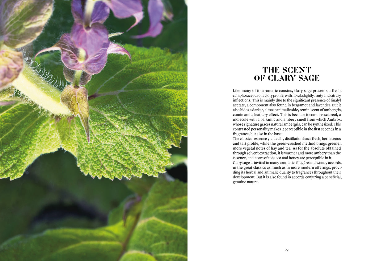 Clary Sage in Perfumery - The Naturals Notebook by NEZ + LMR