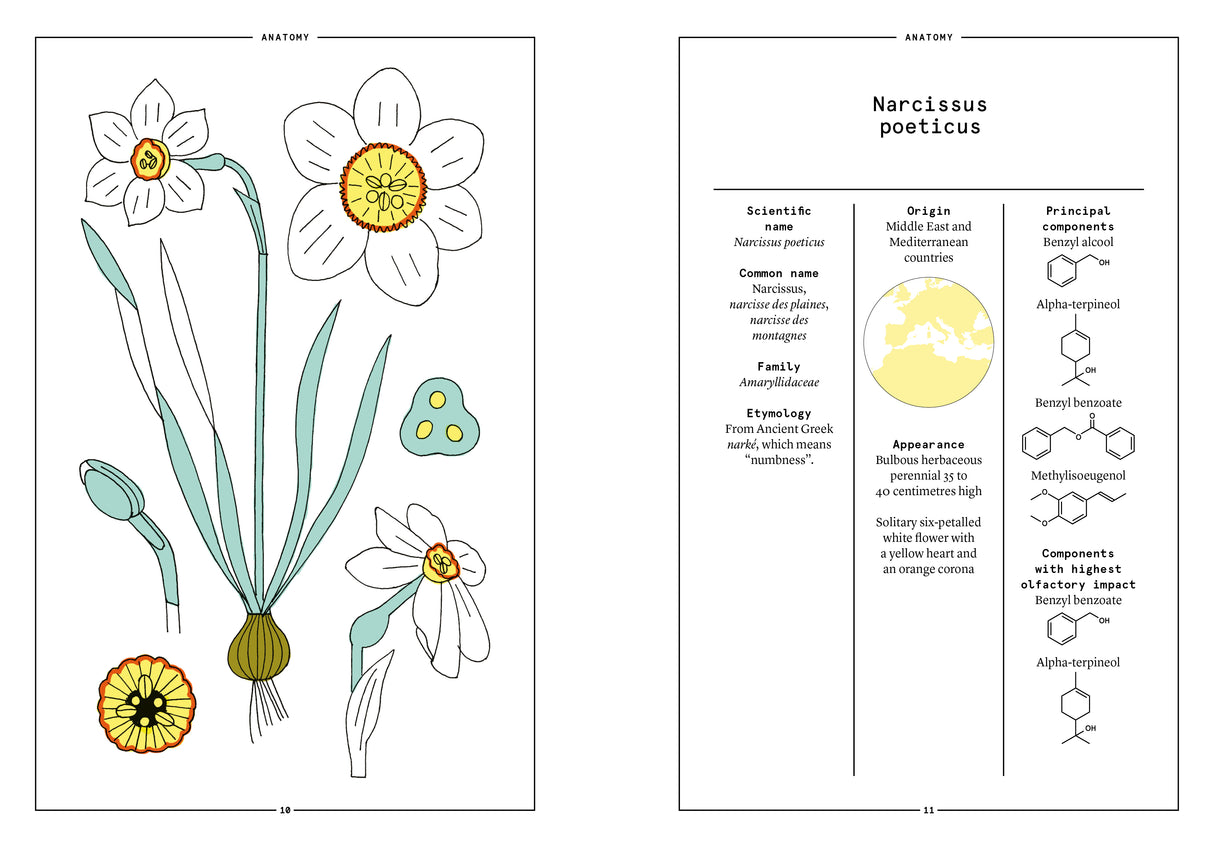 Narcissus in Perfumery - The Naturals Notebook by NEZ + LMR