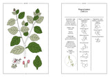 Patchouli in Perfumery - The Naturals Notebook by NEZ + LMR