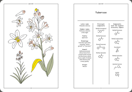 Tuberose in Perfumery - The Naturals Notebook by NEZ + LMR